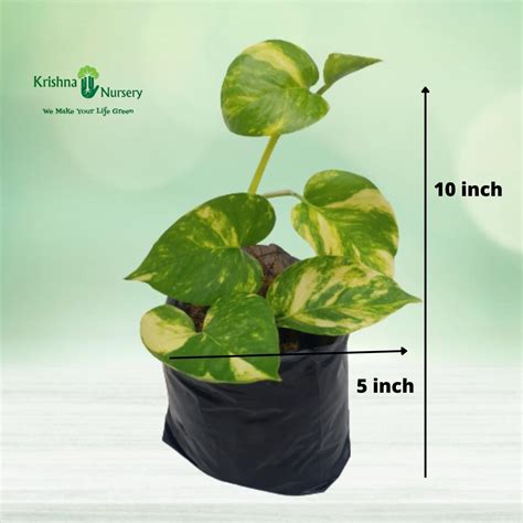 Green Song Of India Plant With Polybag