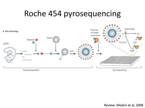454 Pyrosequencing Steps 的图像结果