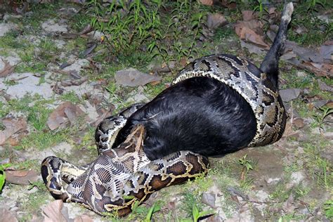 Image result for Feeding Python Live Goat