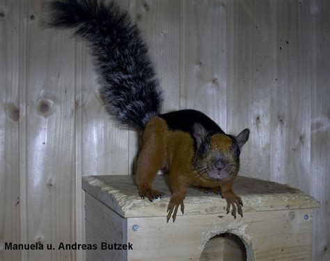 Junge Atrirufus Costa Rica in Menden, Sauerland | Tiere | Kleinanzeigen