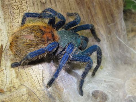 Tarantula, Green Bottle Blue (Chromatopelma cyaneopubescens) - Twin ...