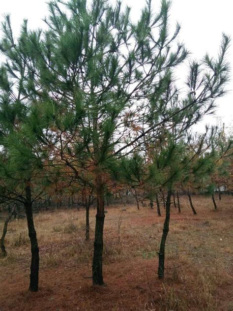 批发黑松树 造型黑松 绿化树 树形美观 黑松盆景-阿里巴巴