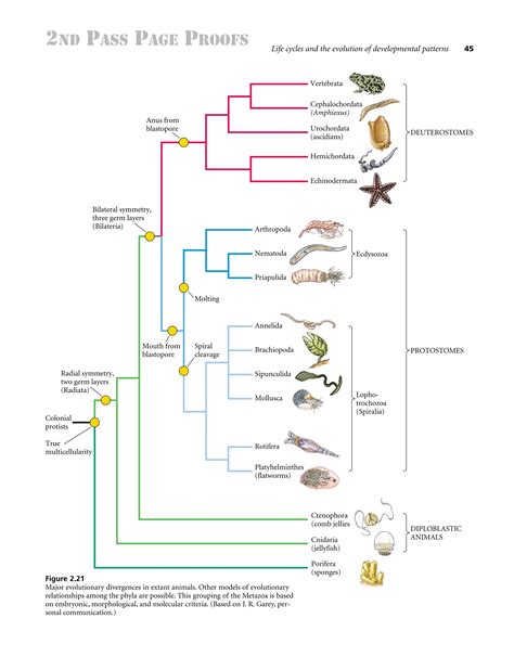 Life cycle and evolution of developmental patterns | PDF