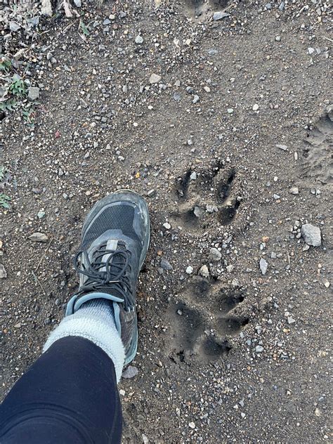 Mountain Lion Eats Coyote 的图像结果