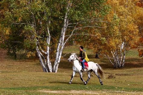 马术初学者不仅要学骑马，更要学会控制马匹