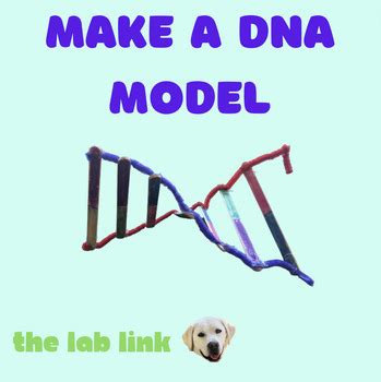 DNA Model Worksheet 的图像结果