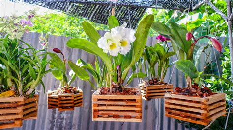 How To Care For Orchid In Pot at Caitlyn Lavater blog