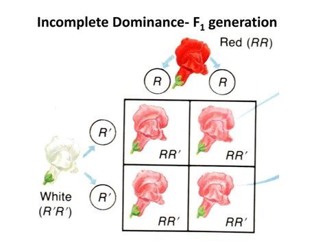 PPT - INCOMPLETE DOMINANCE PowerPoint Presentation, free download - ID ...