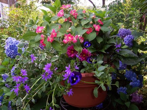 Mothers Day Fragrant Planter , Willow Oak Flower and Herb Farm, Severn ...