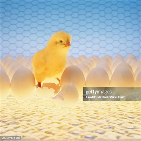 Chick Explodes 的图像结果