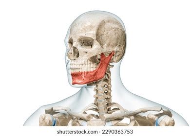 Image result for Masseter Muscle Trigger Point