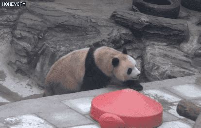挺“秃”然！北京动物园网红大熊猫“谢顶”了！回应来了……