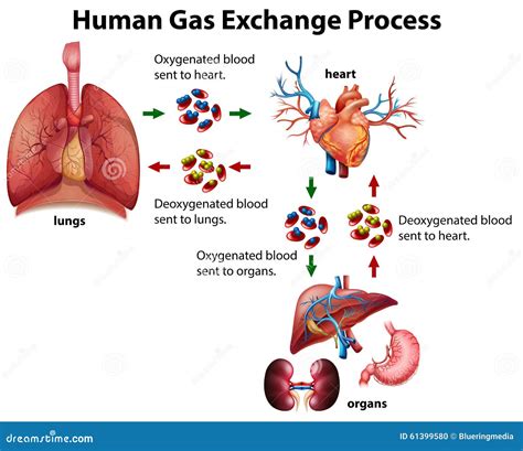 Human Gas Exchange Process Diagram Stock Vector - Illustration of drawing, lungs: 61399580