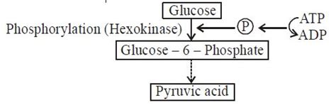 First step of utilisation of glucose in metabolism is