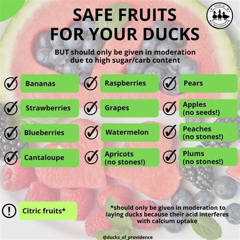 What do Pet Ducks Eat? A Guide to a Healthy and Nutritious Pet Duck Diet