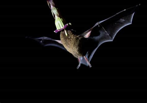 Image result for Bat Pollination