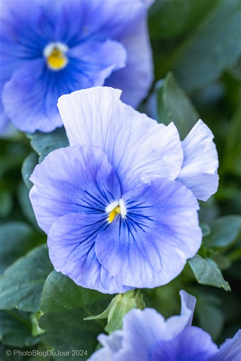 Blue Clues Flower 的图像结果