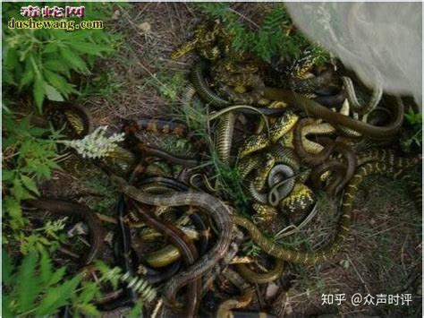 中国八三年蛇灾 83年蛇灾是怎么回事 中国闹蛇灾事件有哪些_奇象网