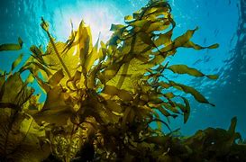 seaweed 的图像结果