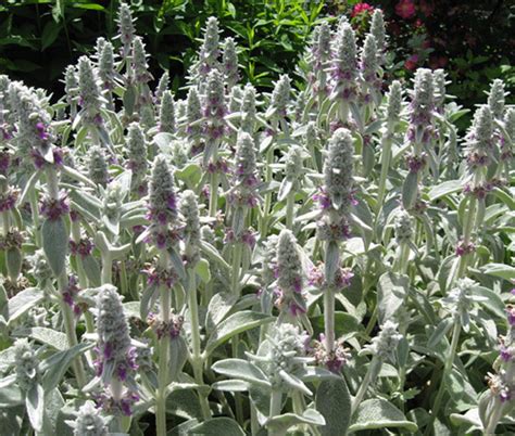 Lamb's Ear Stachys Byzantina Lanata Seeds