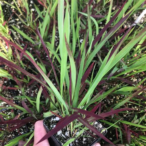 Imperata cylindrica 'Red Baron' - Japanese Blood Grass (3.5" Pot ...