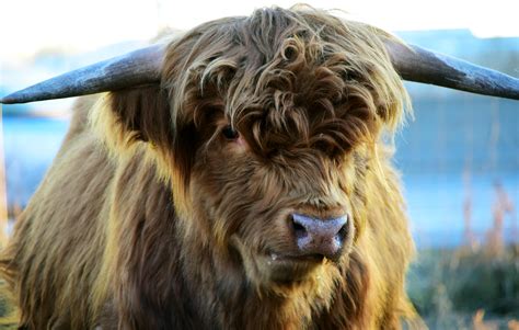 domestic, animal head, highland cattle, close up, animal, tiergarten ...