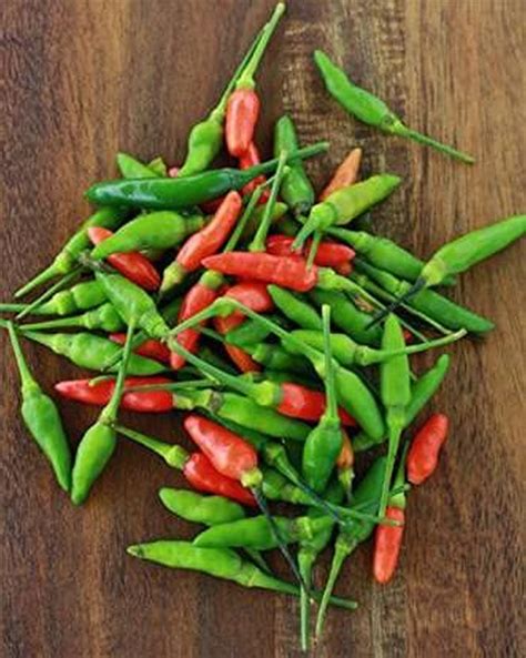 Creative Farmer Kanthari Mulaku Grow Bag Plant Kandhari Chili Pepper ...