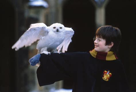 Harry Potter and Hedwig: Magical Moments in HD Wallpaper