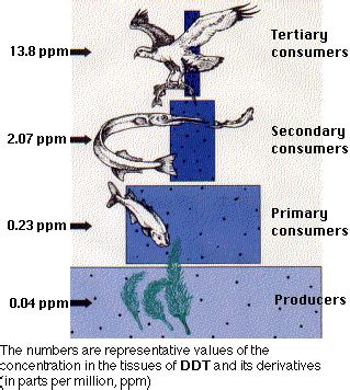 Biomagnification 的图像结果