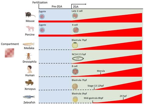 A Tremendous Reorganization Journey for the 3D Chromatin Structure from Gametes to Embryos