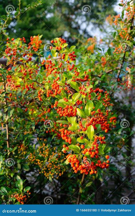 Pyracantha or Firethorn. Evergreen Thorn Shrub with Bright Orange ...