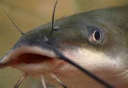 Image result for Catfish