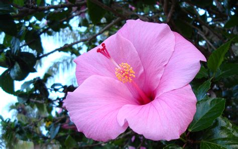 Tropical Flowers