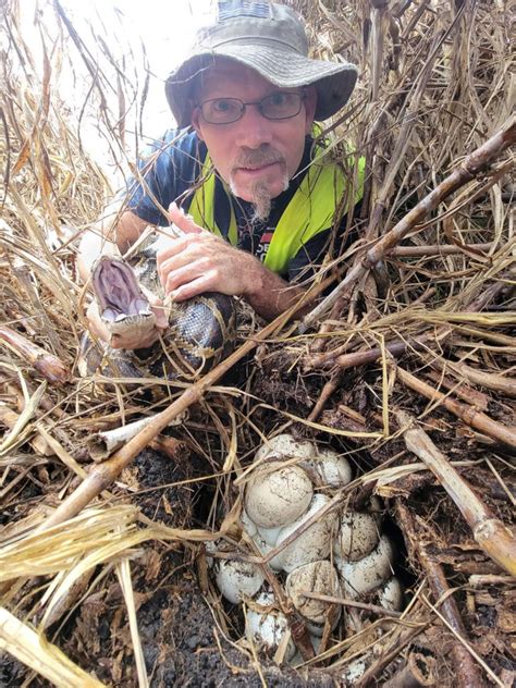 Image result for Python Elimination Program