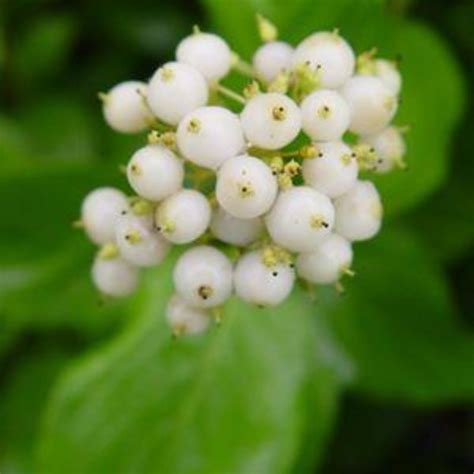 Neon Burst™ Dogwood | Plant Addicts