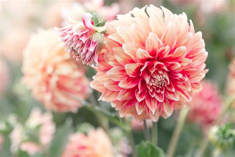 Dahlia flower meaning: origin, symbolism, varieties, and care