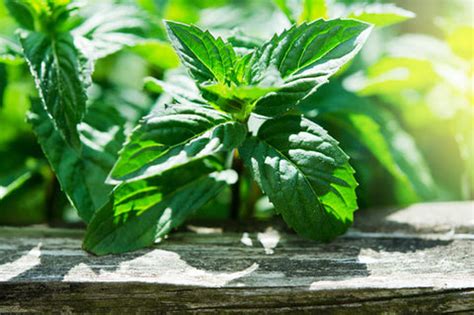 10 Best Spring Season Herbs You Should Grow – AllThatGrows