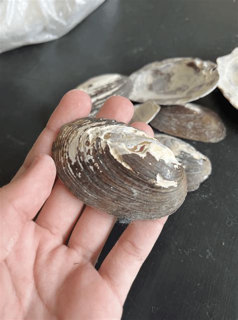 How to Polish Shells 的图像结果