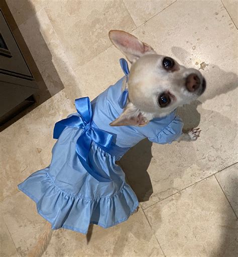 Wendy Nightgown Dog Costume Peter Pan Dog Costume Wendy Dog - Etsy