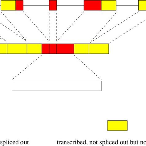 Image result for Simple Gene Expression
