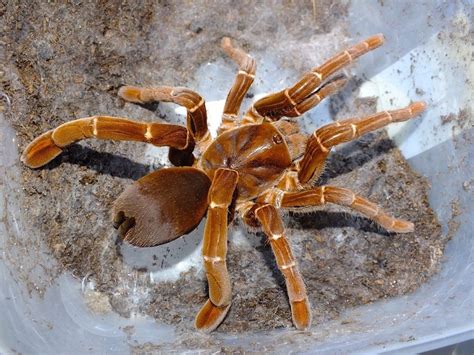 King Baboon Spider Pelinobius muticus