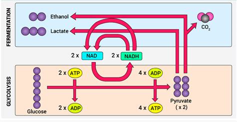 Aerobic and Anaerobic Respiration - Science Class 10 PDF Download
