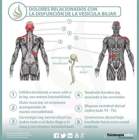 Vesícula biliar y dolor de espalda dorsal y cervical - ¿Qué relación tienen? | FisioOnline