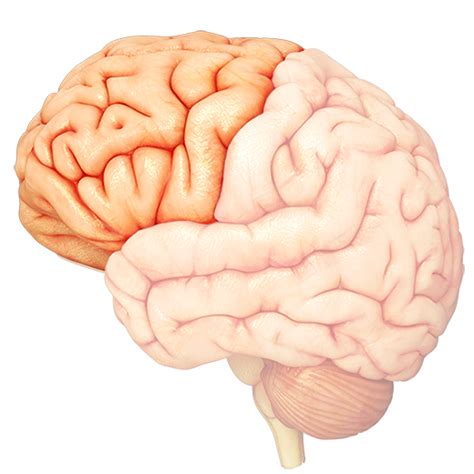 Image result for Frontale Cortex