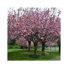 significato fiore di ciliegio significato fiori di ciliegio linguaggio dei fiori significato fiore di ciliegio significato fiori di ciliegio linguaggio dei fiori