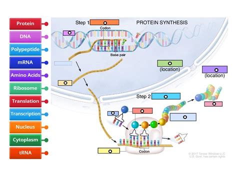 Image result for Protein Synthesis Explained
