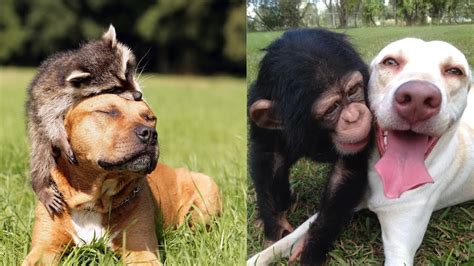 Animal Bloopers Compilation 的图像结果