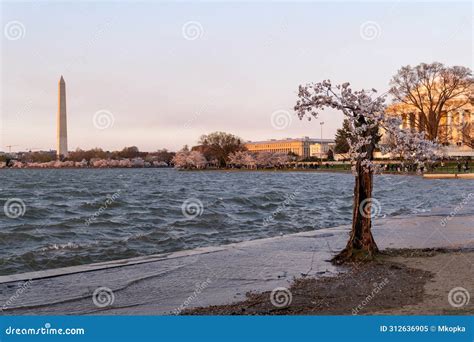 Image result for Stumpy Tidal Basin