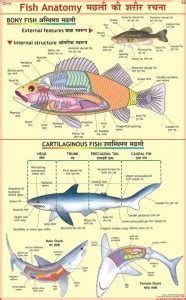 Fish Anatomy Chart Paper Print - Educational posters in India - Buy art ...