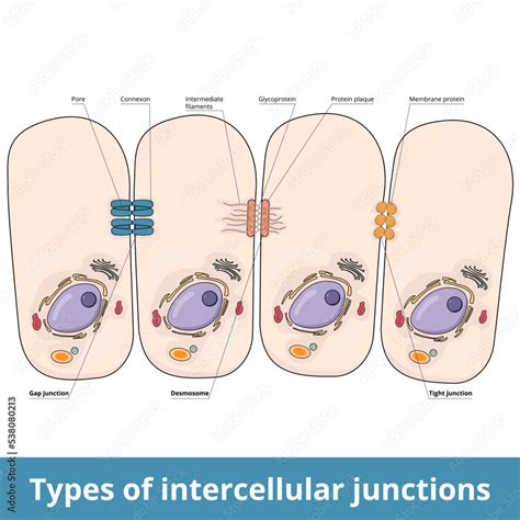 Rezultat imagine pentru Intercellular Junctions